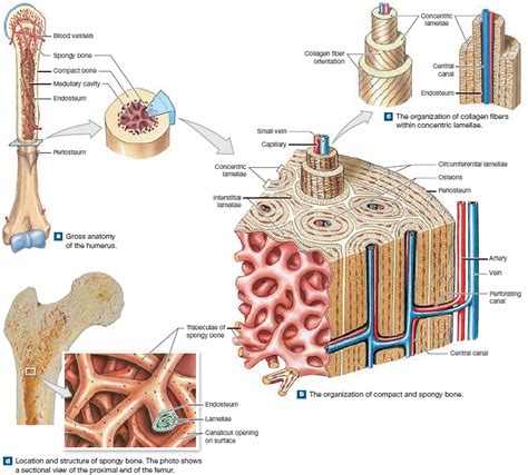 a mature bone cell trapped in bone matrix|diagram of long bone cells.